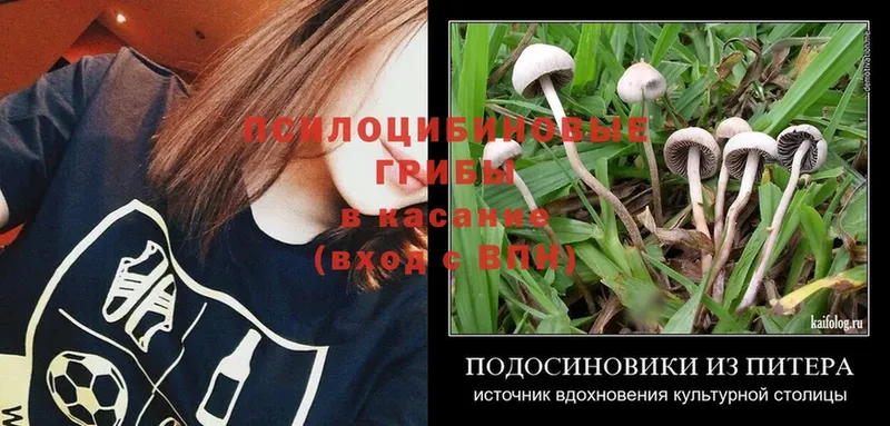 купить наркоту  Весьегонск  Галлюциногенные грибы Psilocybe 