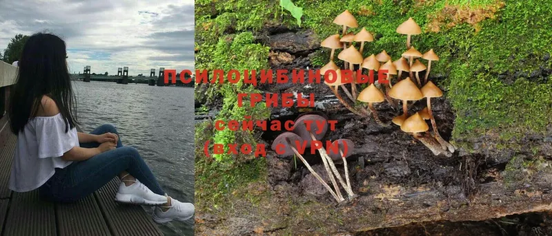 Галлюциногенные грибы MAGIC MUSHROOMS Весьегонск